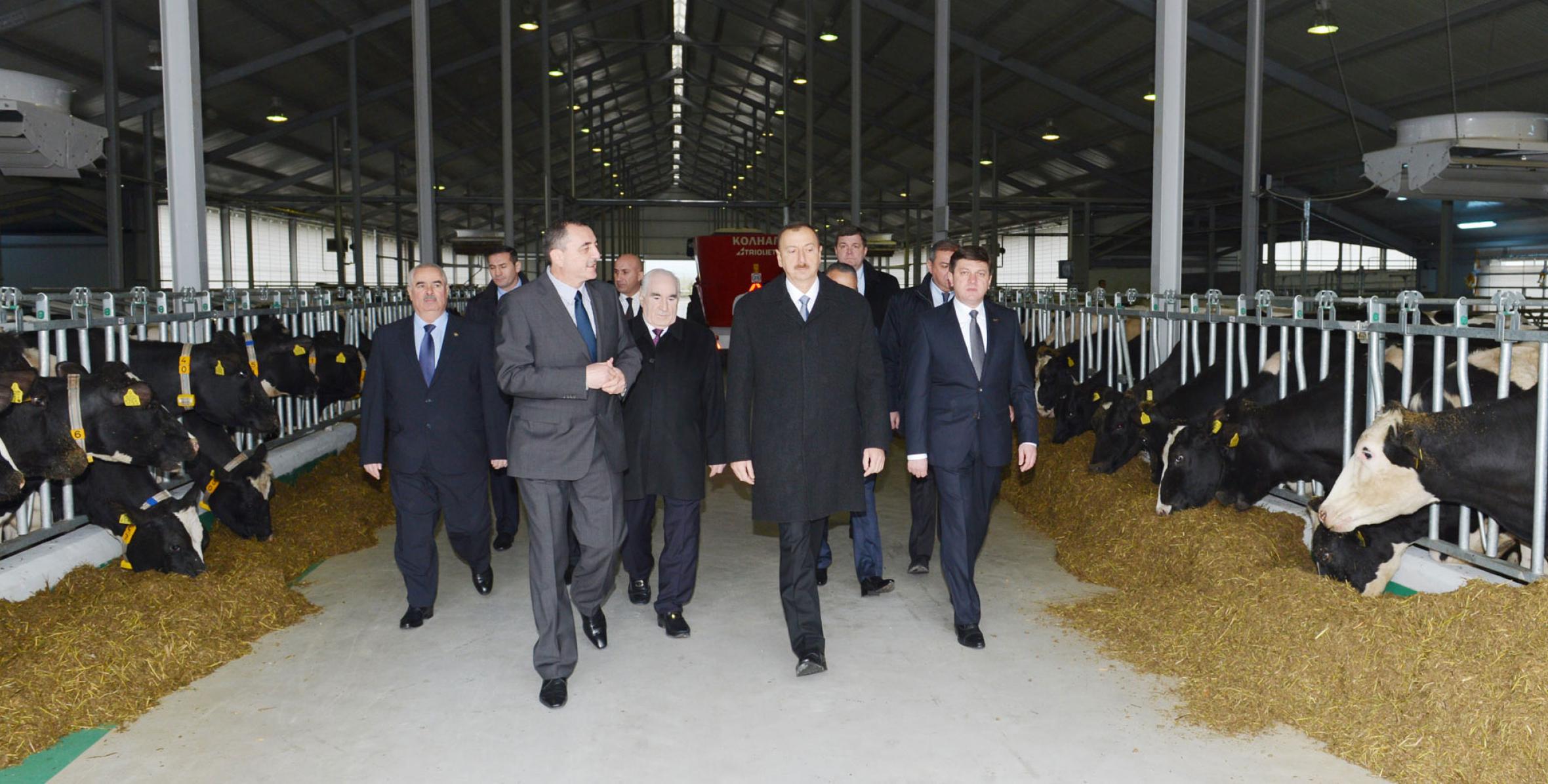 Ильхам Алиев принял участие в открытии Габалинского молочно-животноводческого комплекса