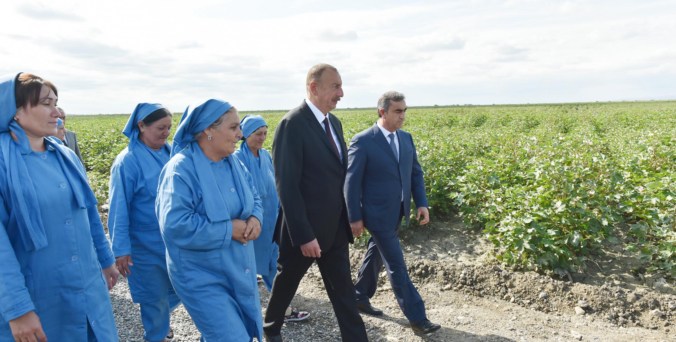 Ильхам Алиев посмотрел хлопковые плантации в селе Кюрсенги Сальянского района