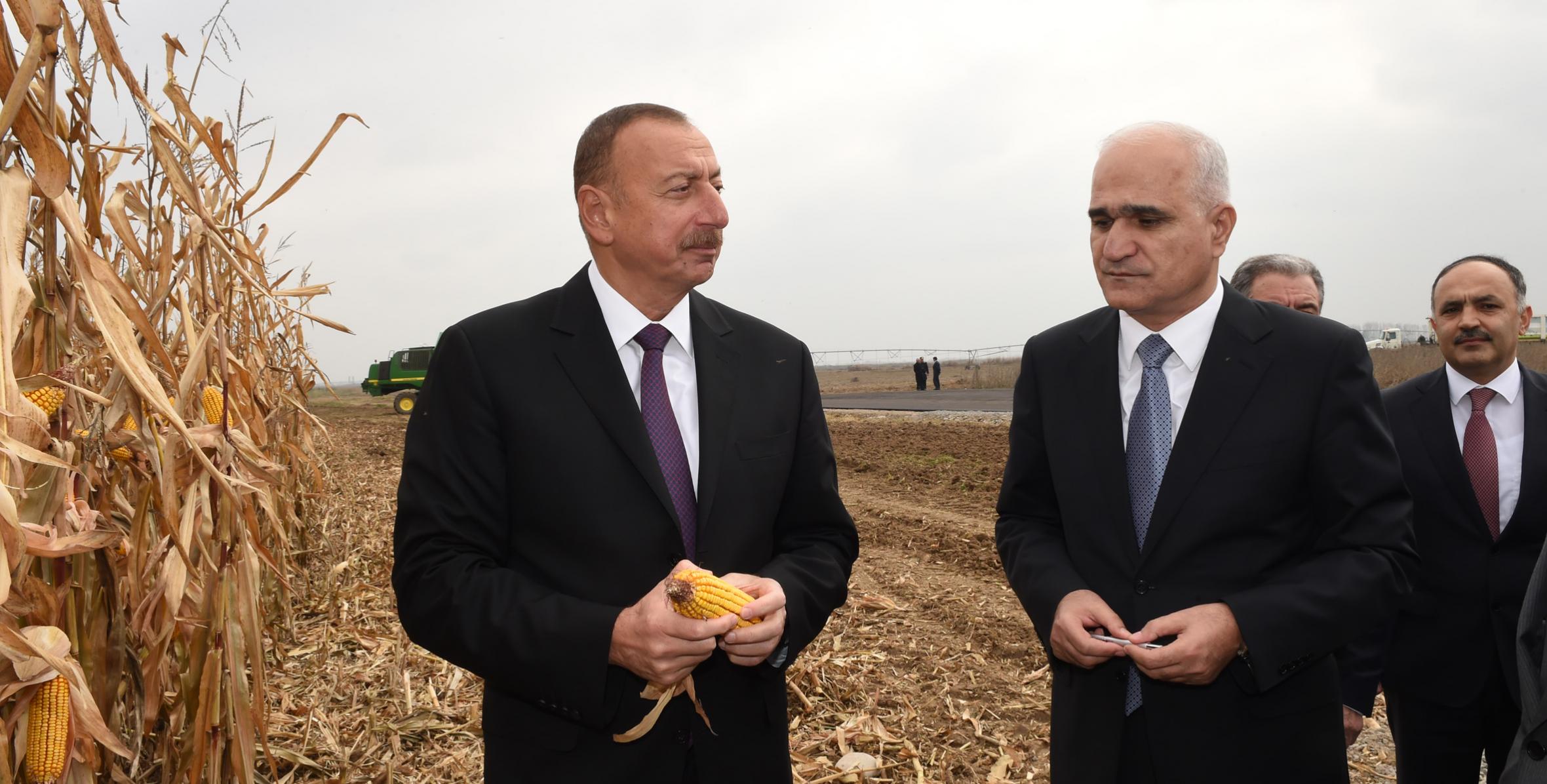 Ilham Aliyev visited “Qarabag Taxil” LLC pilot grain farm in Beylagan