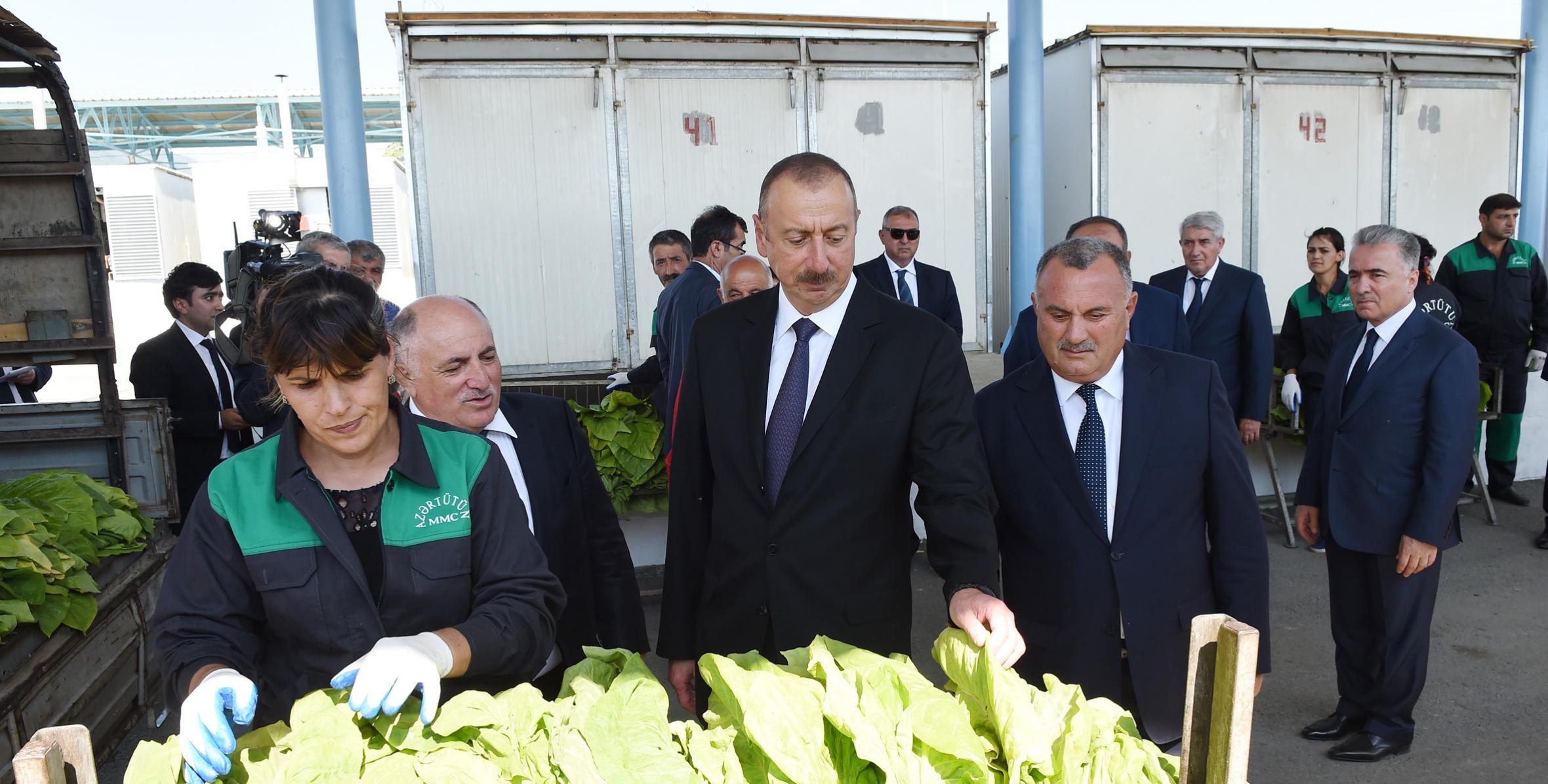 Ильхам Алиев в рамках поездки в Гахский район ознакомился с условиями, созданными в пункте приема табака