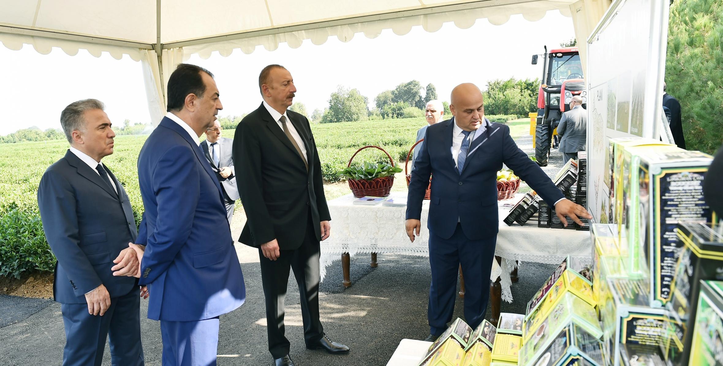 Ильхам Алиев ознакомился с плантацией «Yaşıl çay» в Лянкяране