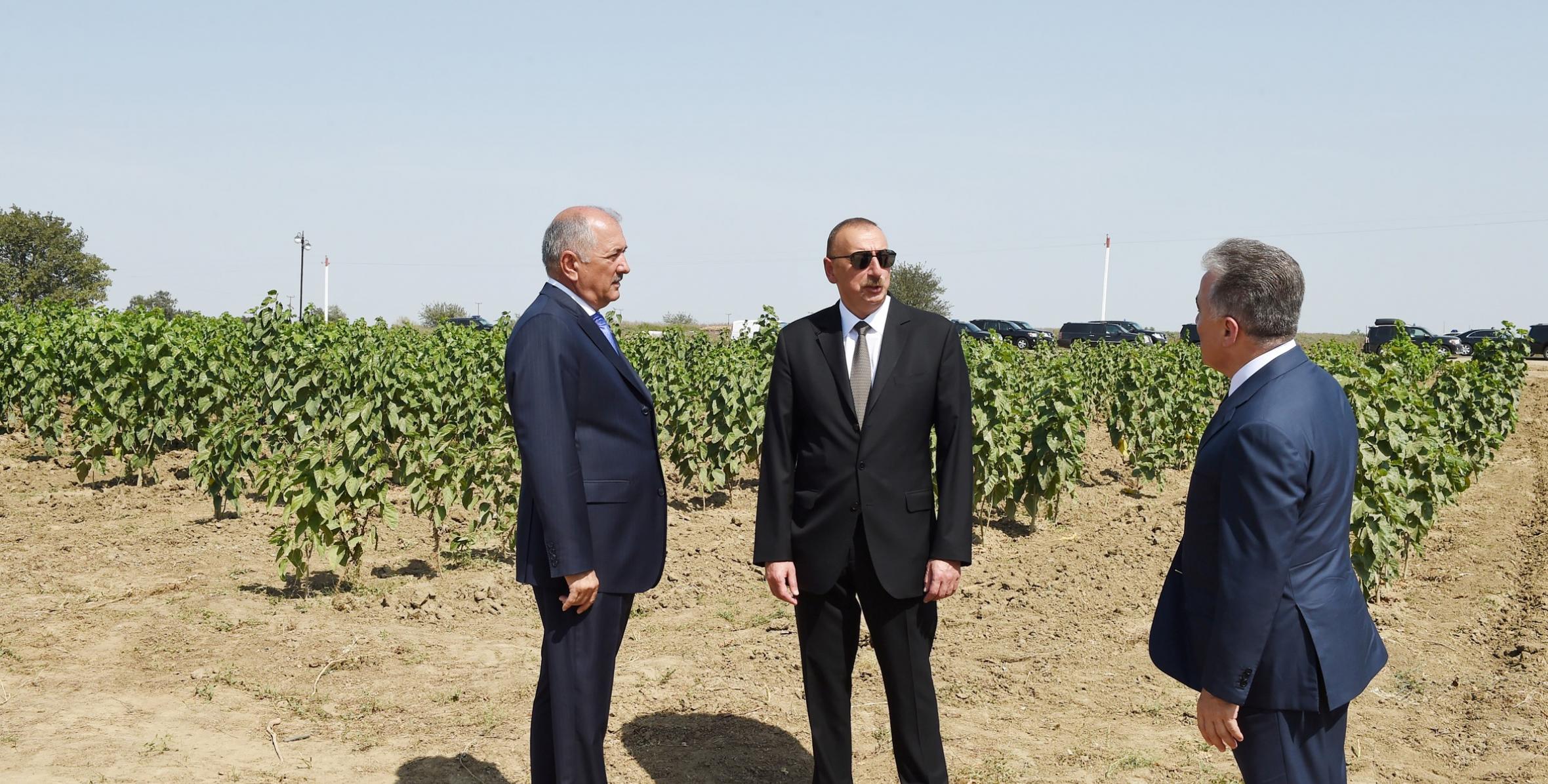 Ильхам Алиев ознакомился с условиями, созданными в агропарке ООО «Гюнешли-Агро» в Джалилабаде