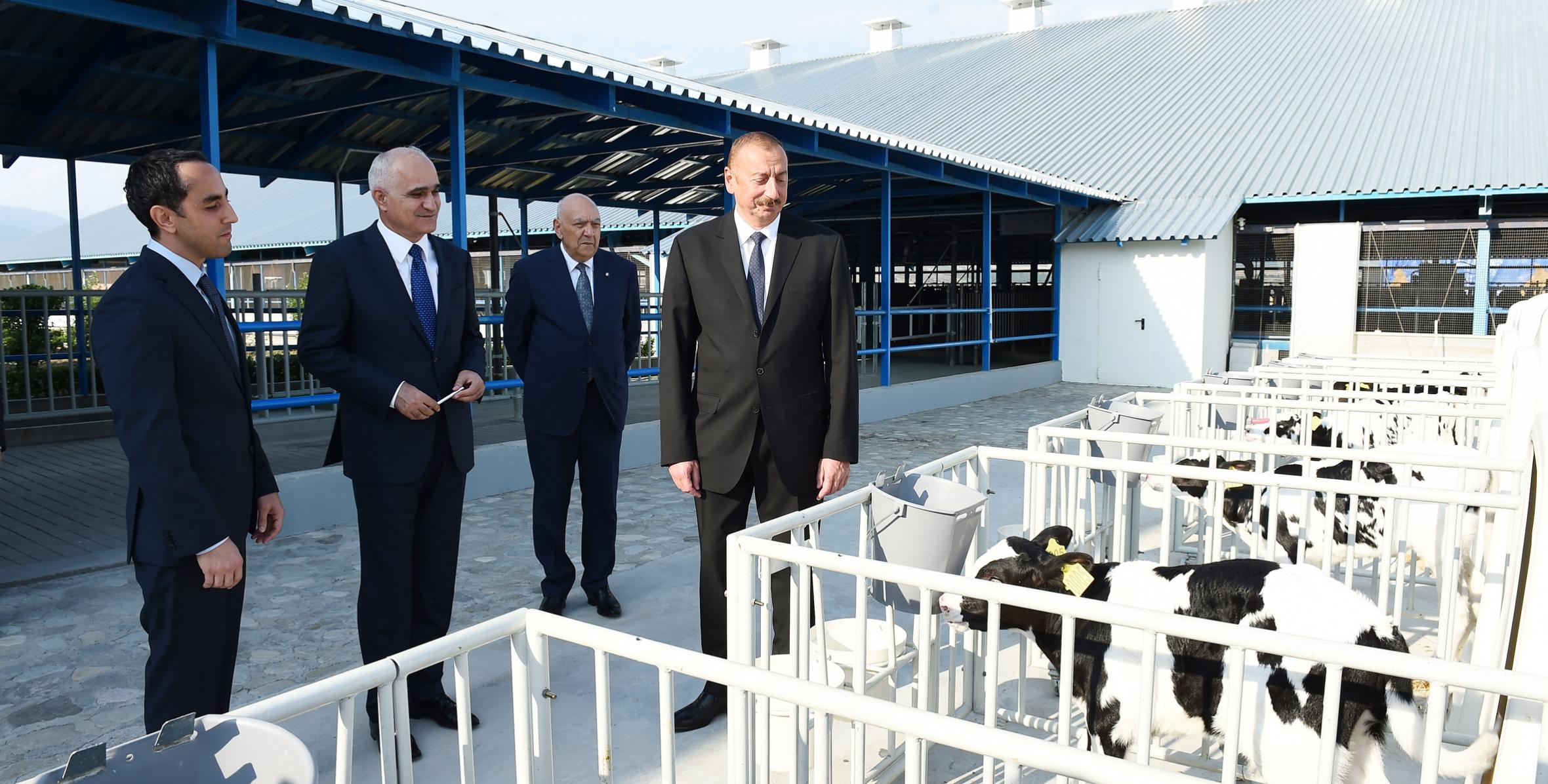 Ilham Aliyev attended opening of 1000-head modern cattle-breeding complex in Ismayilli district