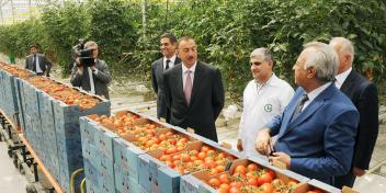 Ilham Aliyev reviewed a modern greenhouse complex of Green Tech LLC owned by Azersun Holding Group