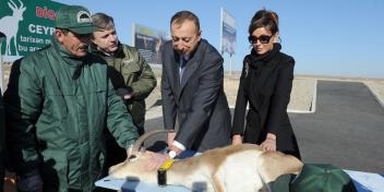 Ilham Aliyev watches the release of the first flock of gazelles