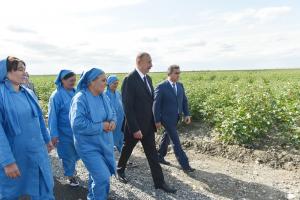 Ilham Aliyev viewed cotton fields in Salyan