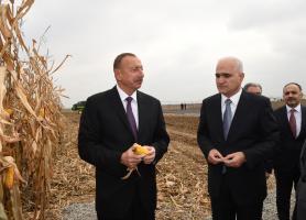 Ilham Aliyev visited “Qarabag Taxil” LLC pilot grain farm in Beylagan