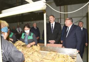 Ilham Aliyev viewed tobacco processing plant in Zagatala