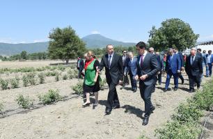 İlham Əliyev Zaqatalada “AzRose” MMC-nin tikintisi davam edən qızılgül yağı istehsalı müəssisəsi ilə tanış olub