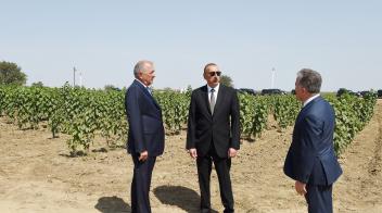 Ilham Aliyev viewed Gunashli-Agro LLC`s Agropark in Jalilabad