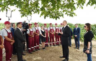 Ilham Aliyev attended opening of vine-growing and wine-making complex of "Shirvan wines" LLC in Shamakhi district