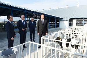 Ilham Aliyev attended opening of 1000-head modern cattle-breeding complex in Ismayilli district