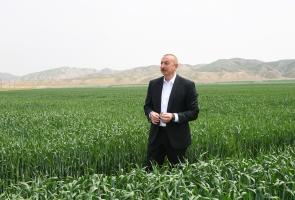 Ilham Aliyev attended presentation of agropark owned by Agro Dairy LLC in Hajigabul