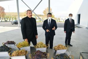 Ilham Aliyev and First Lady Mehriban Aliyeva attended the opening of the Shamakhi Grape Seedling Center