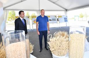 Ilham Aliyev got acquainted with activities of “Aghsu Agropark”