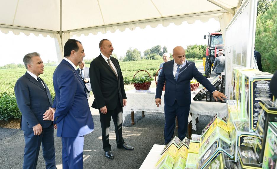 Ilham Aliyev viewed “Yashil Chay” plantation in Lankaran